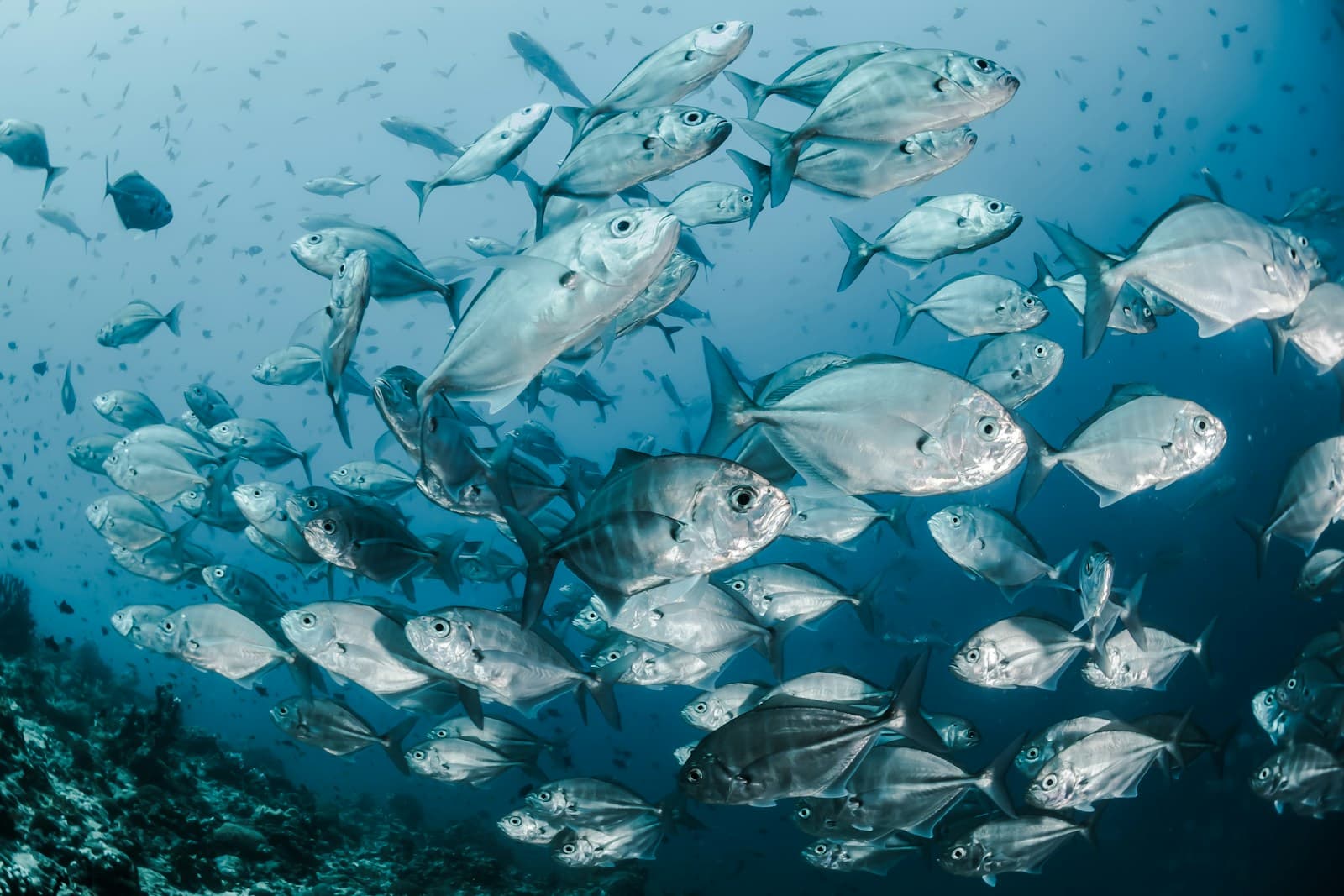 Optimising the Fisheries Industry in the Philippines
